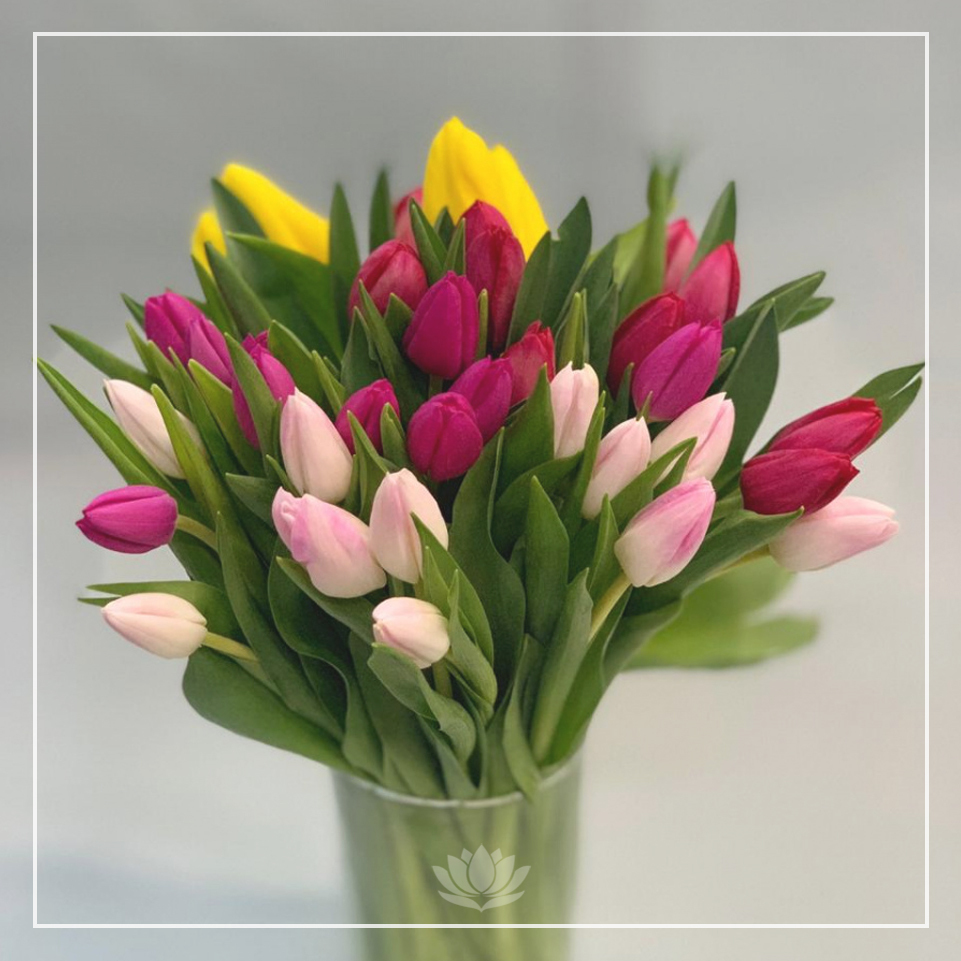 Тюльпаны микс Tulipa Mix Голландия